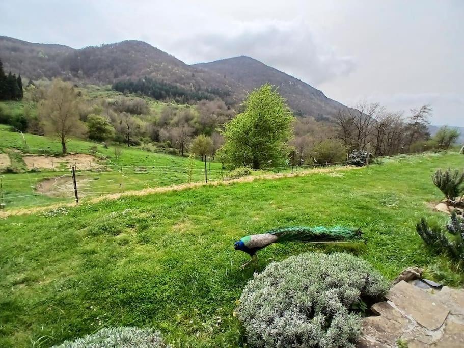 Bright Loft With Mountain And Nature View Sougraigne Extérieur photo